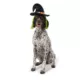 Product Thrills & Chills Headwear Costume for Pets - Witch