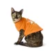 Product Thrills & Chills® Dog Halloween Tee