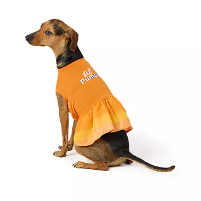 Product Thrills & Chills® Pumpkin Dress, Dog and Cat