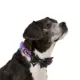 Product Thrills & Chills® Adjustable Bat Dog Collar