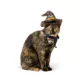 Product Thrills & Chills® Web Hat & Bowtie, Dog and Cat