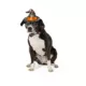 Product Thrills & Chills® Web Hat & Bowtie, Dog and Cat