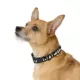 Product Thrills & Chills® Ghost Dog Collar