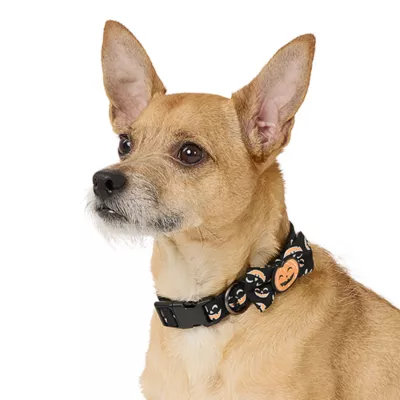 Product Thrills & Chills® Pumpkin Collar