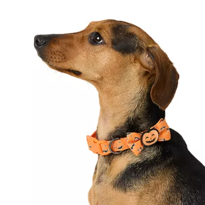 Product Thrills & Chills® Pumpkin Collar
