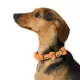 Product Thrills & Chills® Pumpkin Collar