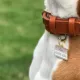 Product Two Tails Pet Company 'Good Girl' Pet ID Tag