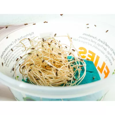 Product Flightless Fruit Flies 16 Oz