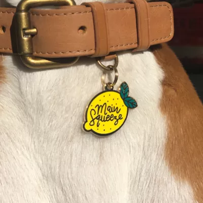 Product Two Tails Pet Company 'Main Squeeze' Pet ID Tag