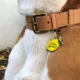 Product Two Tails Pet Company 'Main Squeeze' Pet ID Tag