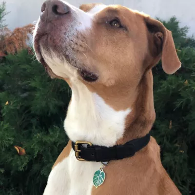 Product Two Tails Pet Company 'Monstera Leaf' Pet ID Tag