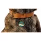 Product Two Tails Pet Company 'Pawsitivity' Pet ID Tag