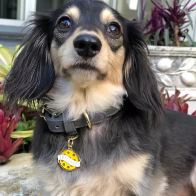 Product Two Tails Pet Company 'Pupperoni' Pet ID Tag