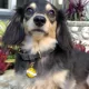Product Two Tails Pet Company 'Pupperoni' Pet ID Tag