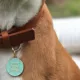 Product Two Tails Pet Company 'That Is So Fetch' Pet ID Tag