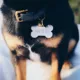 Product Two Tails Pet Company 'Treat Yo Self' Pet ID Tag