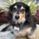 Product Two Tails Pet Company 'Treat Yo Self' Pet ID Tag