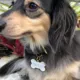 Product Two Tails Pet Company 'Treat Yo Self' Pet ID Tag