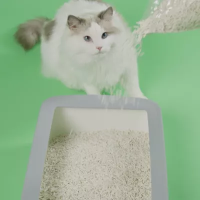 Product Dofu Cat Tofu Spa Cat Litter