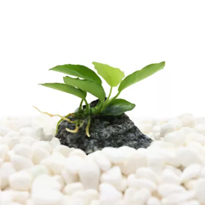 Product Top Fin® Anubias Live Aquatic Plant with Rock Base