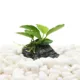 Product Top Fin® Anubias Live Aquatic Plant with Rock Base