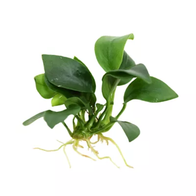 Product Top Fin® Anubias Live Aquatic Plant with Rock Base