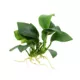 Product Top Fin® Anubias Live Aquatic Plant with Rock Base
