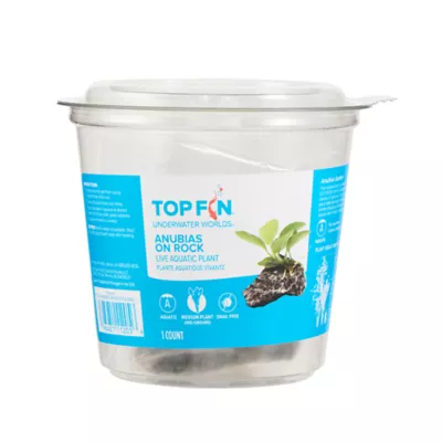 Product Top Fin® Anubias Live Aquatic Plant with Rock Base