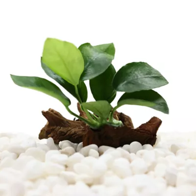 Product Top Fin® Anubias Aquatic Plant with Wood Base