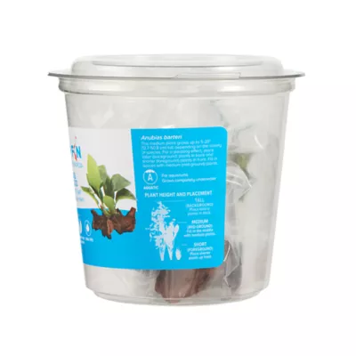 Product Top Fin® Anubias Aquatic Plant with Wood Base