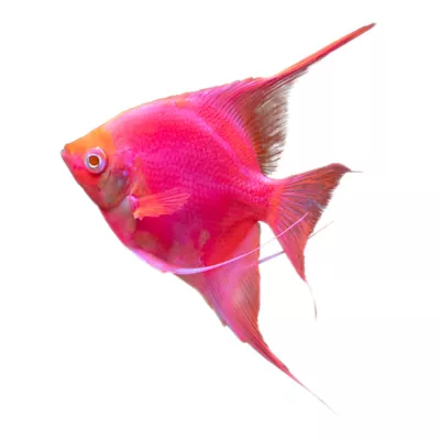 Product GloFish Starfire Red Angelfish