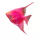 Product GloFish Starfire Red Angelfish