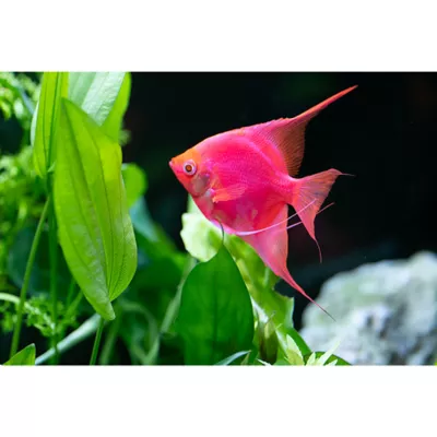 Product GloFish Starfire Red Angelfish