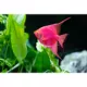 Product GloFish Starfire Red Angelfish