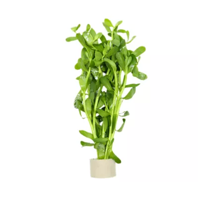 Product Moneywort