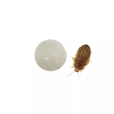 Product Dubia Roach Large 25 Ct.