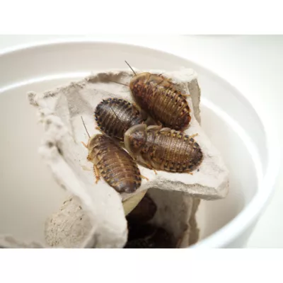 Product Dubia Roach Large 25 Ct.