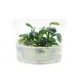 Product Top Fin® Anubias Tissue Culture Live Aquatic Plant
