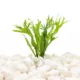 Product Top Fin® Microsorum Tissue Culture Live Aquatic Plant