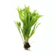 Product Top Fin® Microsorum Tissue Culture Live Aquatic Plant