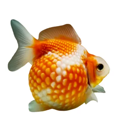 Product Pearlscale Goldfish