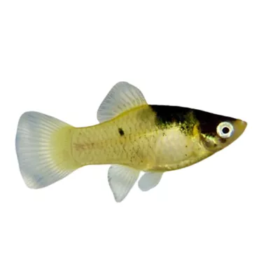 Product Bumblebee Platy