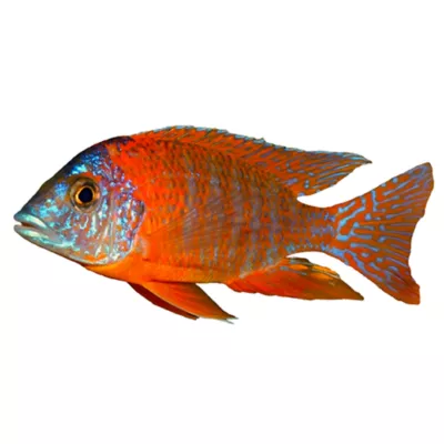 Product Red Jacobfreibergi Peacock Cichlid