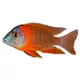 Product Red Jacobfreibergi Peacock Cichlid