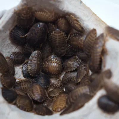 Product Dubia Roach 25 Ct