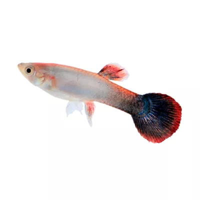 Product Pink Tuxedo Guppy Male
