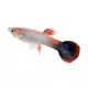 Product Pink Tuxedo Guppy Male