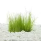Product Top Fin® T.C. Miniature Dwarf Hairgrass Live Plant