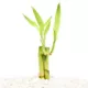 Product Top Fin® Lucky Bamboo Live Plant