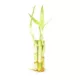Product Top Fin® Lucky Bamboo Live Plant